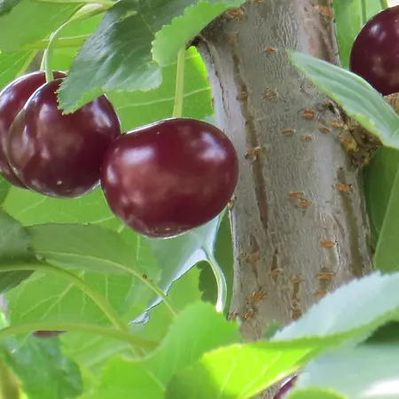 Hungarium Am Platte By Interhome Balatonszarszo