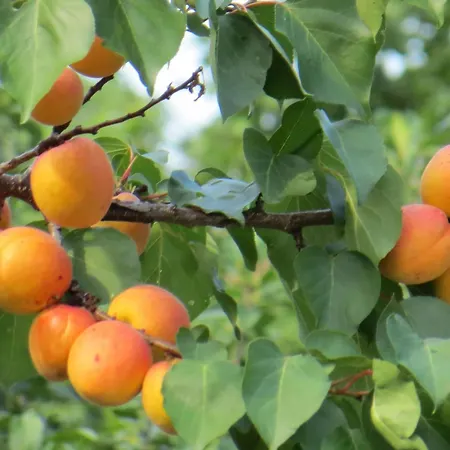 Σπίτι διακοπών Hungarium Am Platte By Interhome *