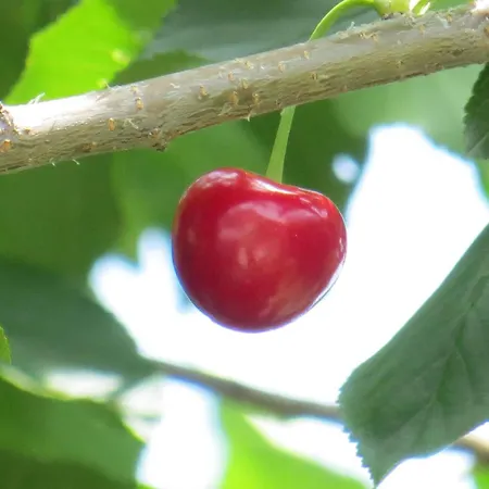 Σπίτι διακοπών Hungarium Am Platte By Interhome Balatonszarszo