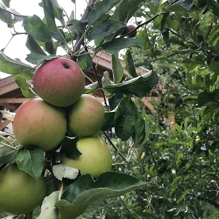 Hungarium Am Platte By Interhome