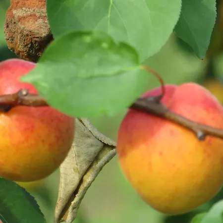 Hungarium Am Platte By Interhome