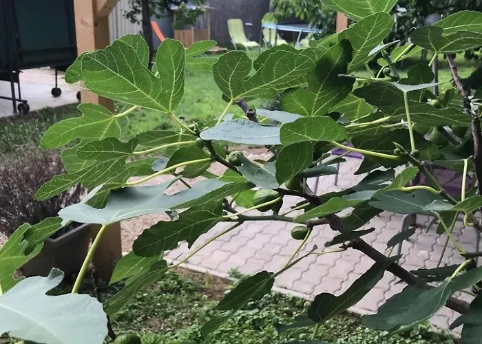 בית נופש Hungarium Am Platte By Interhome *