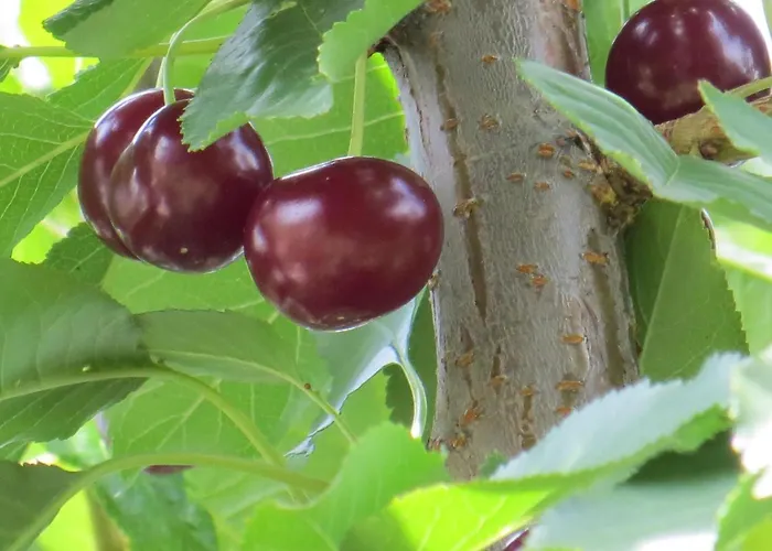 Hungarium Am Platte By Interhome באלאטונסארסו