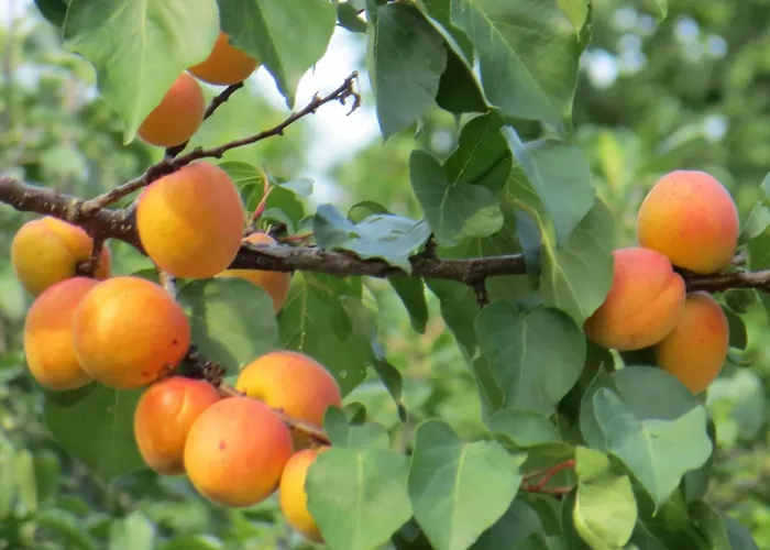 Дом отдыха Hungarium Am Platte By Interhome *