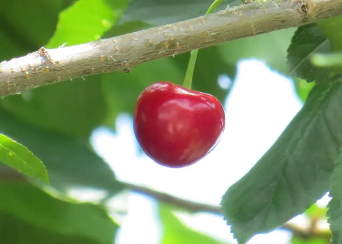 Dom wakacyjny Hungarium Am Platte By Interhome Balatonszarszo