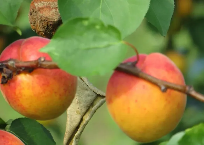 Hungarium Am Platte By Interhome